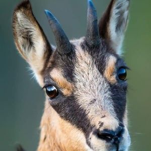 Meet your Posher, Sheri